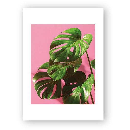 Blush Monstera
