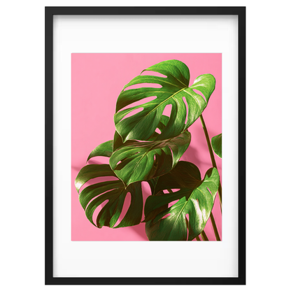 Blush Monstera