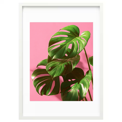 Blush Monstera