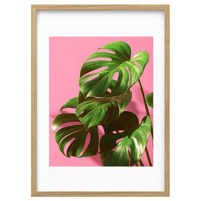 Blush Monstera